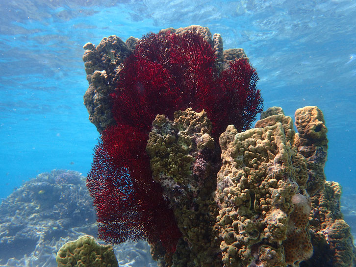 赤珊瑚を大切な人へ | 石垣島セレクトショップYouI （ユイ）